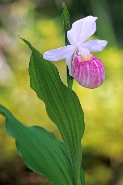Canada-Manitoba-Agassiz Provincial Forest Showy ladys slipper orchid close-up